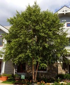 Brighter Blooms Shade Trees Dura Heat'® River Birch Tree