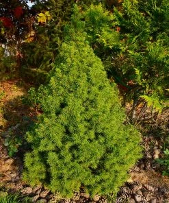 Brighter Blooms Dwarf Alberta Spruce Tree