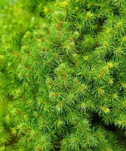 Brighter Blooms Dwarf Alberta Spruce Tree