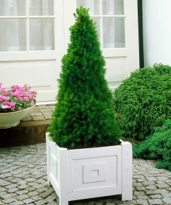 Brighter Blooms Dwarf Alberta Spruce Tree