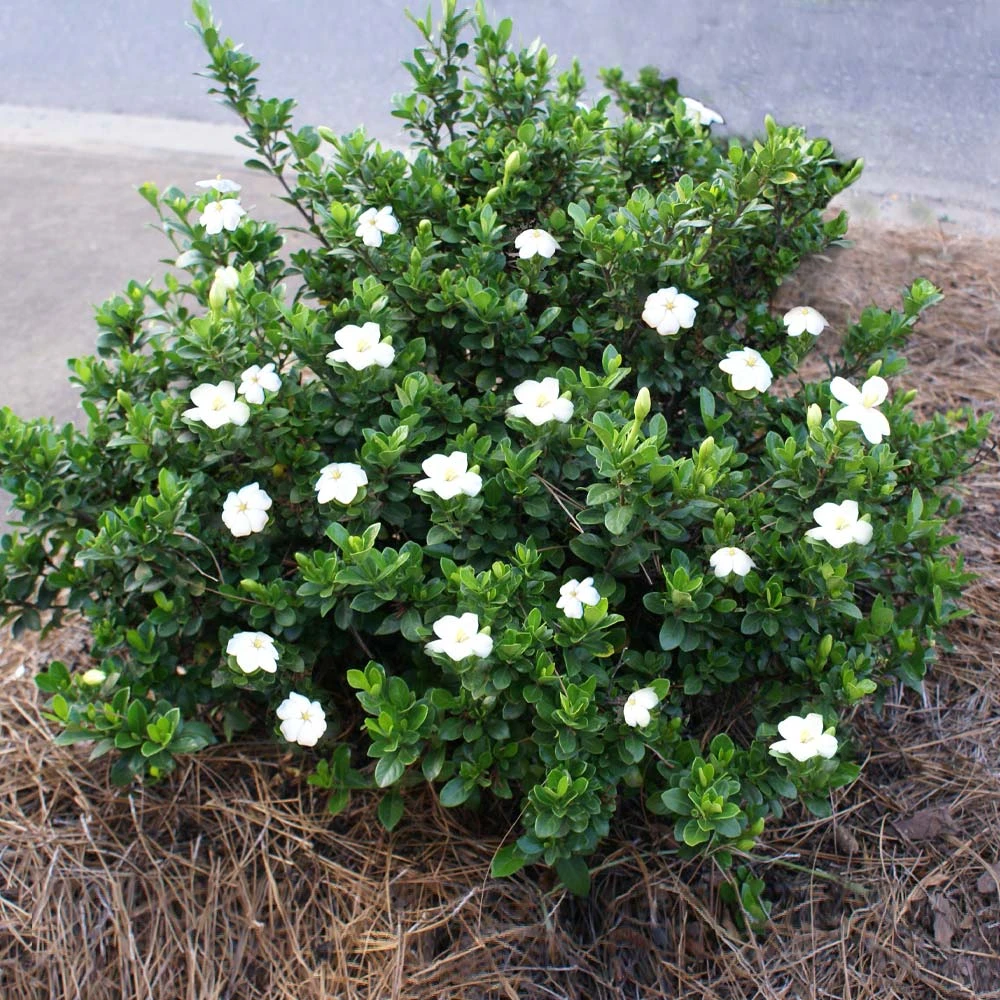 Brighter Blooms Shrubs & Hedges Dwarf Radicans Gardenia Shrub 2 Brighter Blooms Shrubs & Hedges Dwarf Radicans Gardenia Shrub