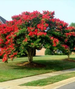 Brighter Blooms Dynamite Crape Myrtle Tree Flowering Trees