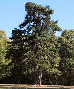 Brighter Blooms Evergreen & Privacy Eastern Red Cedar Tree