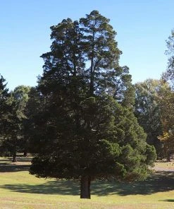 Brighter Blooms Evergreen & Privacy Eastern Red Cedar Tree