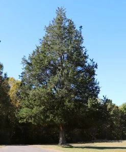 Brighter Blooms Evergreen & Privacy Eastern Red Cedar Tree