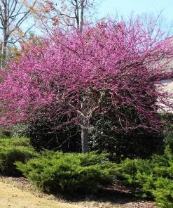 Brighter Blooms Flowering Trees Eastern Redbud Tree