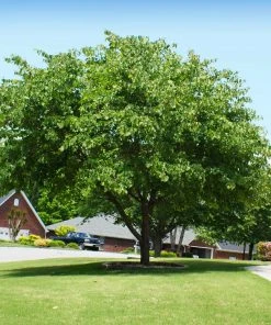 Brighter Blooms Flowering Trees Eastern Redbud Tree