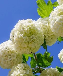 Brighter Blooms Eastern Snowball Bush Shrubs & Hedges