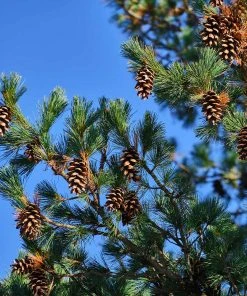 Brighter Blooms Eastern White Pine Tree Evergreen & Privacy
