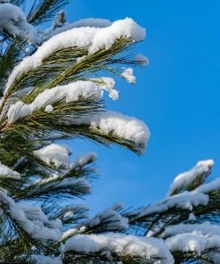 Brighter Blooms Eastern White Pine Tree Evergreen & Privacy
