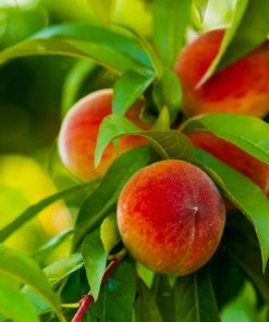 Brighter Blooms Elberta Peach Tree Fruit Trees