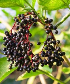 Brighter Blooms Elderberry Plant