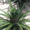 Brighter Blooms Elite Gold Pineapple Plant Fruit Trees