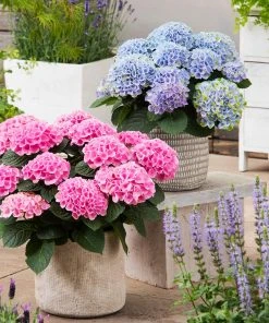 Brighter Blooms Elizabeth Ashley Hydrangea Shrub