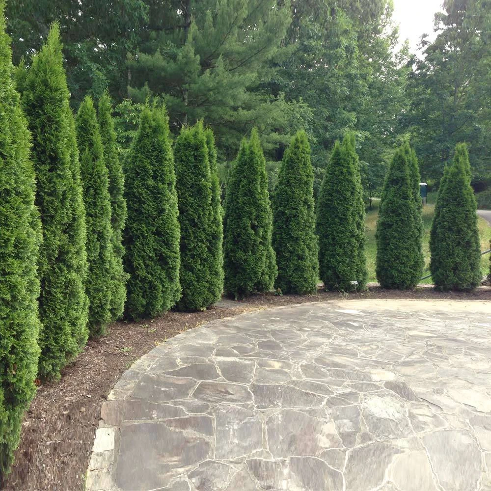 Brighter Blooms Evergreen & Privacy Emerald Green Thuja Tree 3 Brighter Blooms Evergreen & Privacy Emerald Green Thuja Tree