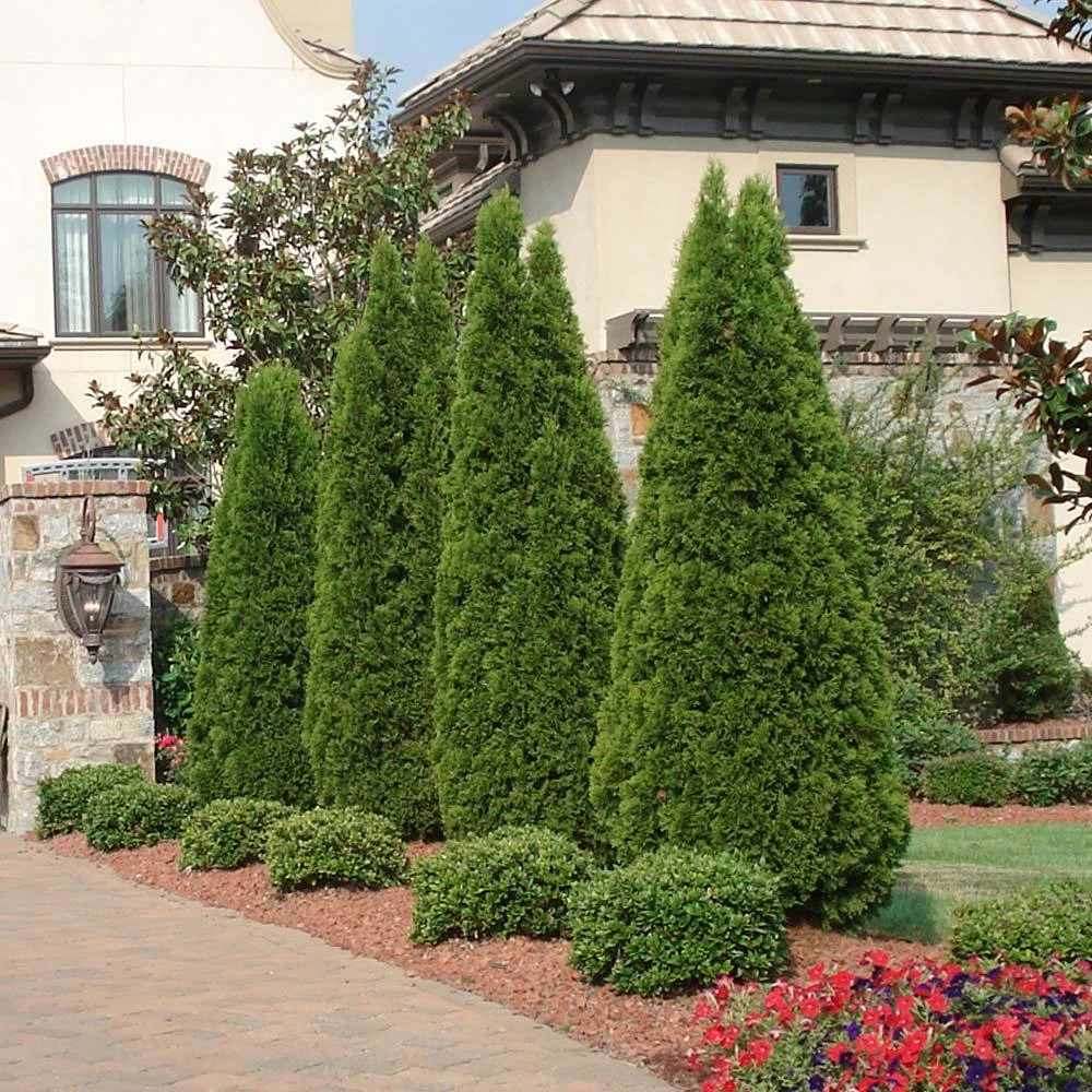 NO WARRANTY Emerald Green Thuja Tree Plants For Clay Soil 2 NO WARRANTY Emerald Green Thuja Tree Plants For Clay Soil