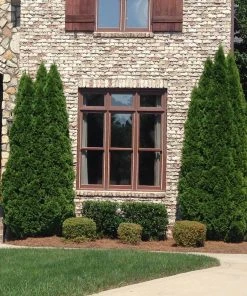 Brighter Blooms Emerald Green Thuja Tree Evergreen & Privacy