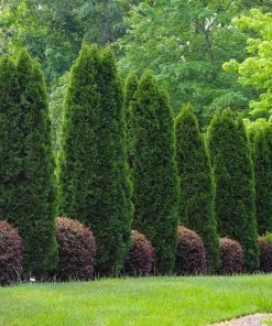 Brighter Blooms Evergreen & Privacy Emerald Green Thuja Tree 10 Brighter Blooms Evergreen & Privacy Emerald Green Thuja Tree