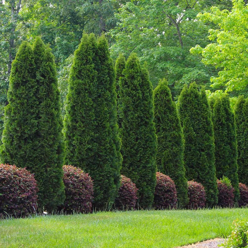 Brighter Blooms Evergreen & Privacy Emerald Green Thuja Tree 5 Brighter Blooms Evergreen & Privacy Emerald Green Thuja Tree