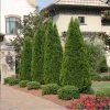 Brighter Blooms Emerald Green Thuja Tree Evergreen & Privacy