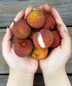 Brighter Blooms Emperor Lychee Tree