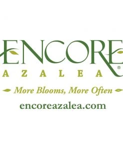 Brighter Blooms Shrubs & Hedges Autumn Embers™ Encore® Azalea Shrub