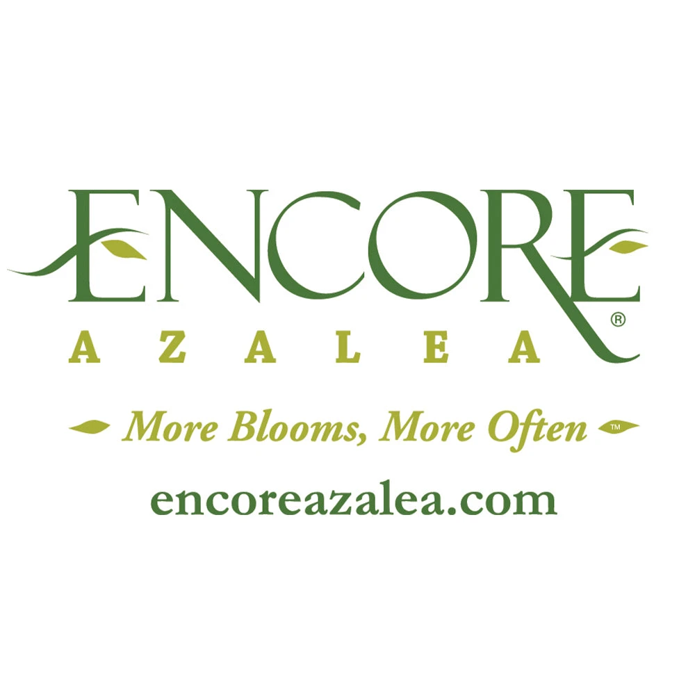 Brighter Blooms Autumn Fire™ Encore® Azalea Shrub 5 Brighter Blooms Autumn Fire™ Encore® Azalea Shrub