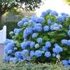 Brighter Blooms Shrubs & Hedges Endless Summer® Hydrangea Shrub