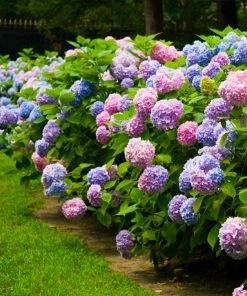 Brighter Blooms Shrubs & Hedges Endless Summer® Hydrangea Shrub