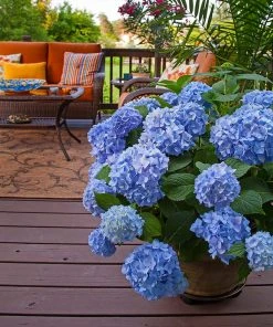 Brighter Blooms Shrubs & Hedges Endless Summer® Hydrangea Shrub