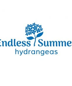 Brighter Blooms Endless Summer® BloomStruck® Hydrangea Shrub Shrubs & Hedges