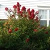 Brighter Blooms Enduring Summer Red Crape Myrtle Shrub Shrubs & Hedges