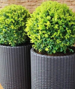 Brighter Blooms Dwarf English Boxwood Shrub Shrubs & Hedges 8 Brighter Blooms Dwarf English Boxwood Shrub Shrubs & Hedges