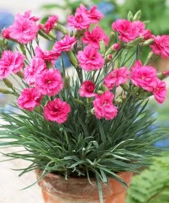 Brighter Blooms Scent First® Eternity Dianthus 5 Brighter Blooms Scent First® Eternity Dianthus