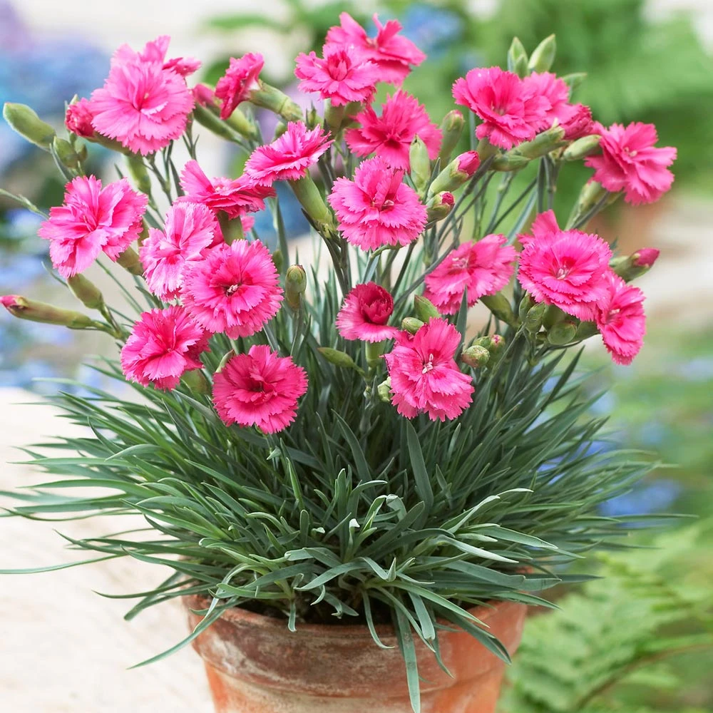 Brighter Blooms Scent First® Eternity Dianthus 3 Brighter Blooms Scent First® Eternity Dianthus