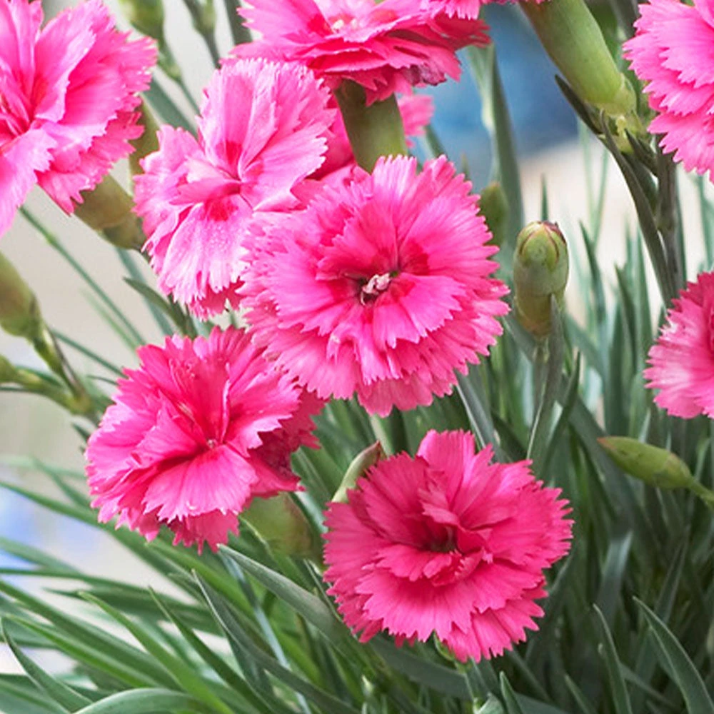 Brighter Blooms Scent First® Eternity Dianthus 2 Brighter Blooms Scent First® Eternity Dianthus