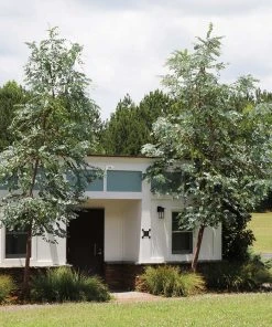 Brighter Blooms Evergreen & Privacy Eucalyptus Plant 5 Brighter Blooms Evergreen & Privacy Eucalyptus Plant