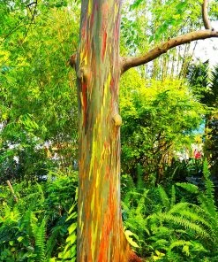 Brighter Blooms Rainbow Eucalyptus Tree