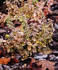 Brighter Blooms SHOP ALL Emerald N' Gold Wintercreeper