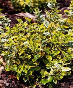 Brighter Blooms SHOP ALL Emerald N' Gold Wintercreeper