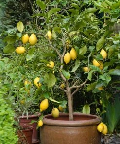 Brighter Blooms Eureka Lemon Tree New Trees