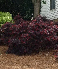 Brighter Blooms Ever Red Loropetalum Shrub Shrubs & Hedges 7 Brighter Blooms Ever Red Loropetalum Shrub Shrubs & Hedges