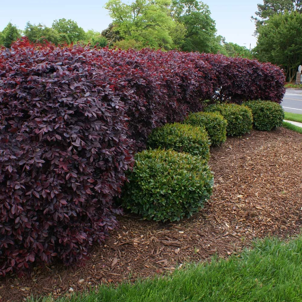 Brighter Blooms Ever Red Loropetalum Shrub Shrubs & Hedges 2 Brighter Blooms Ever Red Loropetalum Shrub Shrubs & Hedges