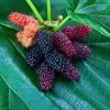 Brighter Blooms Everbearing Mulberry Tree Fruit Trees