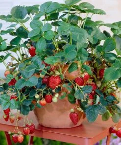 Brighter Blooms Everbearing Strawberry Plant Fruit Trees