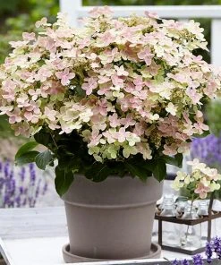 Brighter Blooms Early Evolution Hydrangea