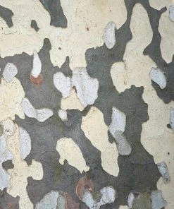 BrighterBlooms.com EXCLAMATION!™ London Planetree