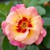 Brighter Blooms Eyeconic® Mango Lemonade Rose Shrubs & Hedges