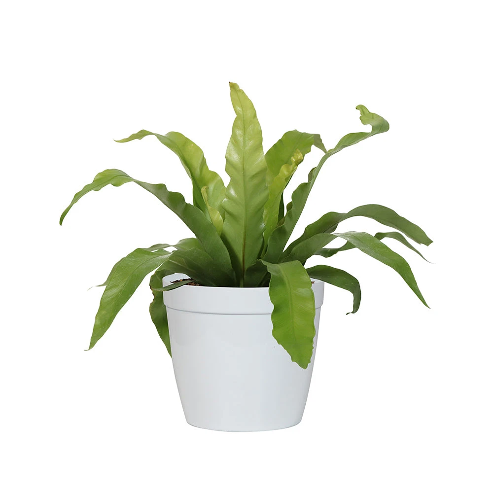Brighter Blooms Ferns Bird's Nest Fern 4 Brighter Blooms Ferns Bird's Nest Fern