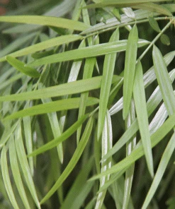 Brighter Blooms Fern Pine Tree Evergreen & Privacy